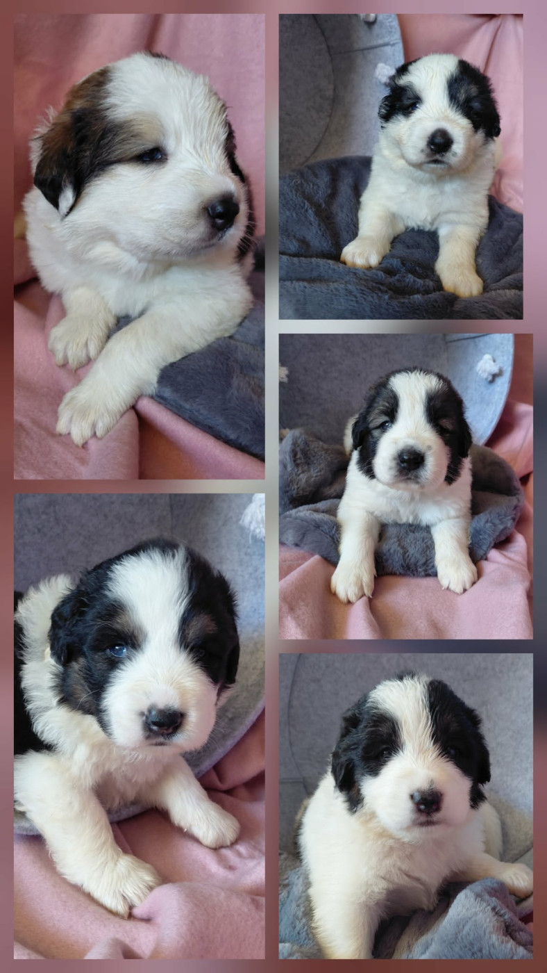 Chiot Berger de Bosnie-Herzegovine et de Croatie Des Lys De Bel Air