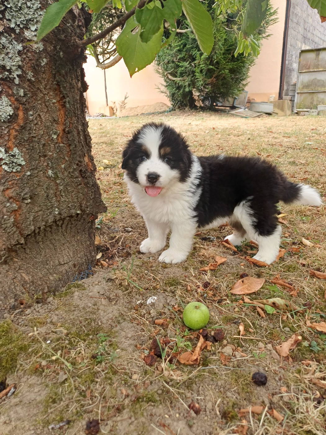 Des Lys De Bel Air - Chiots disponibles - Berger de Bosnie-Herzegovine et de Croatie