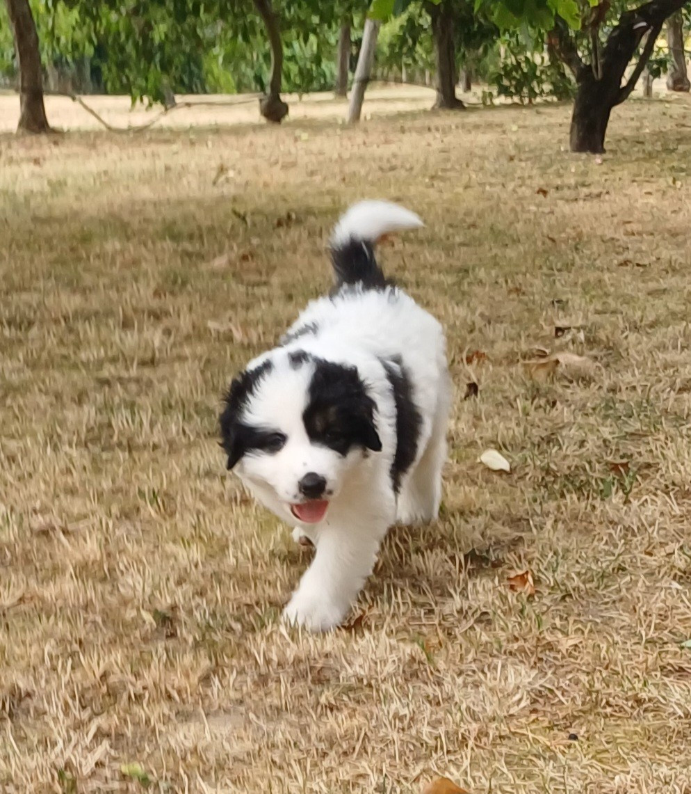 Des Lys De Bel Air - Chiots disponibles - Berger de Bosnie-Herzegovine et de Croatie