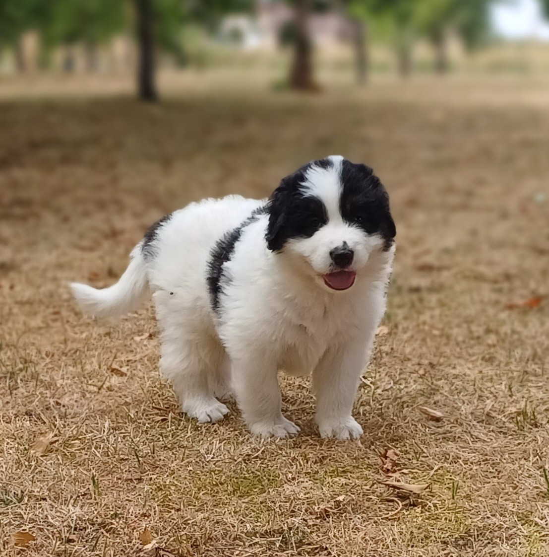 Des Lys De Bel Air - Chiots disponibles - Berger de Bosnie-Herzegovine et de Croatie