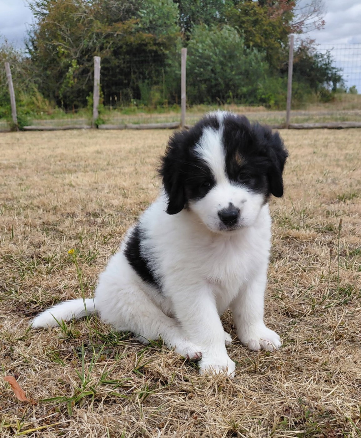 Des Lys De Bel Air - Chiots disponibles - Berger de Bosnie-Herzegovine et de Croatie