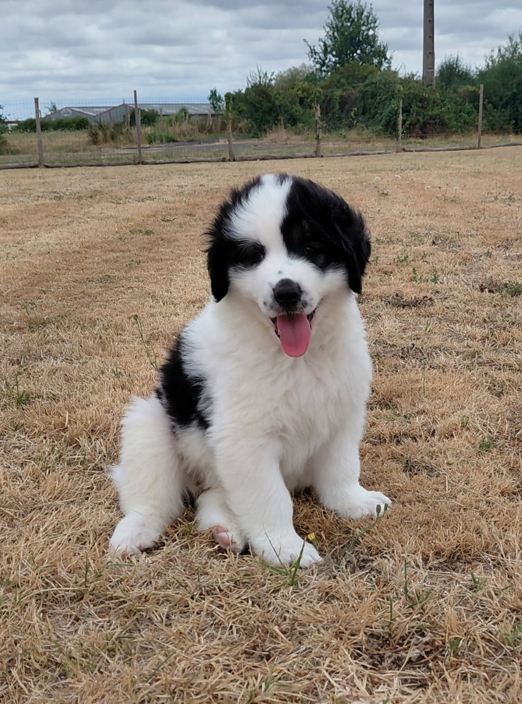Des Lys De Bel Air - Chiots disponibles - Berger de Bosnie-Herzegovine et de Croatie