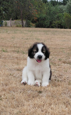 Balto